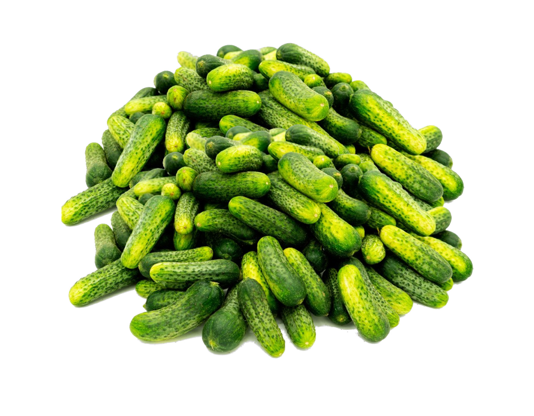 ogorek1